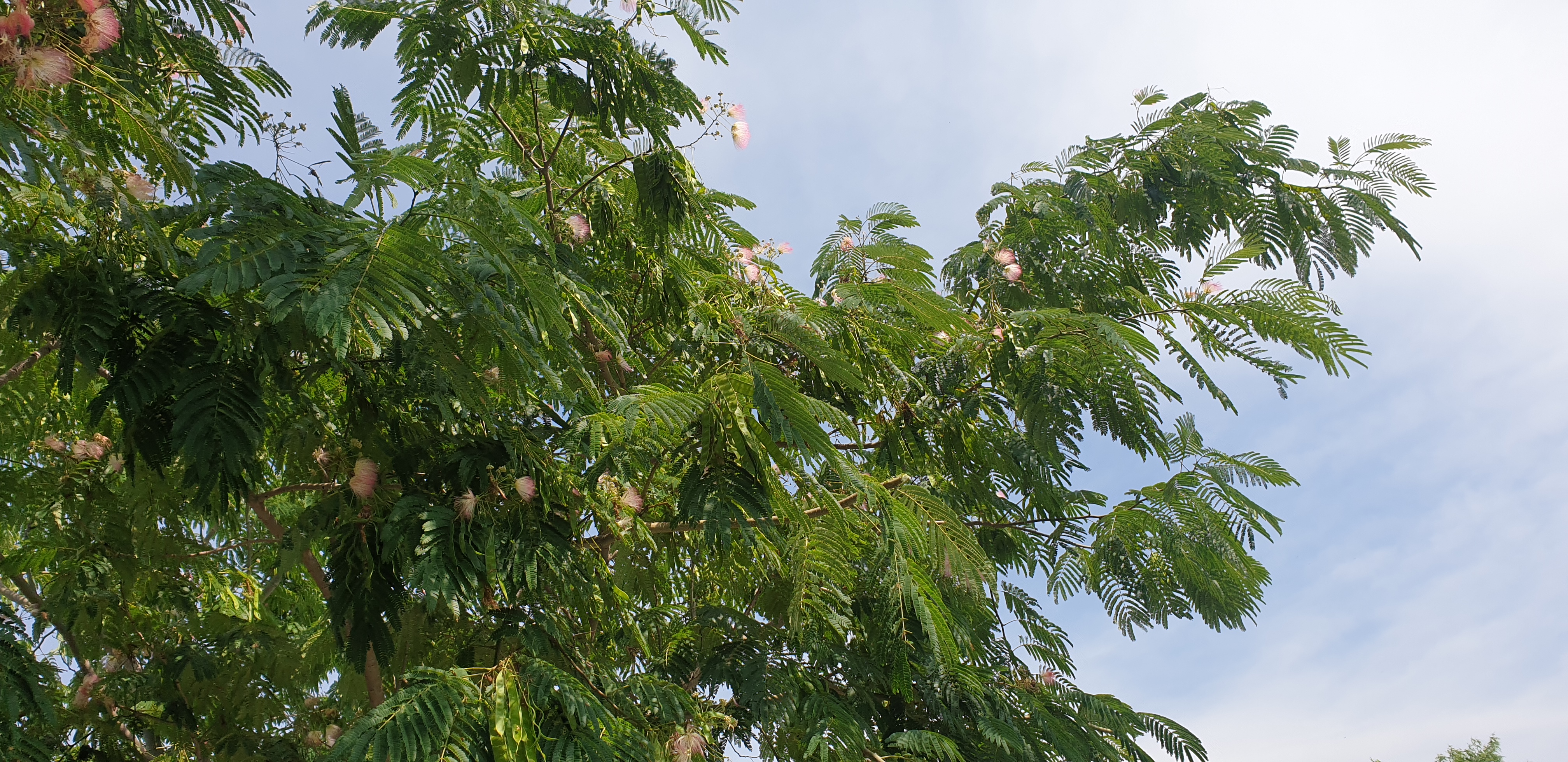 Copac din Delta Dunarii 1